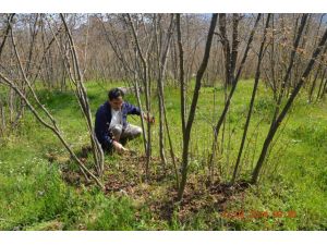 Fındığa “Zirai Don Bakımı” Uyarısı