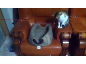 Kedi Kediyi Oltaya Getirdi