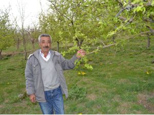Elma Üreticisinin Durumu İçler Acısı