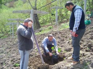 Fındığı Söküp Kivi Bahçesi Yaptı