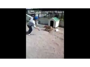 Pitbull İle Şaka Olmaz