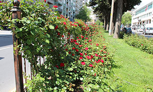 Refüjler Gül Bahçesine Döndü