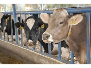 Canlı Hayvan Değeri Yüzde 9,2 Azaldı