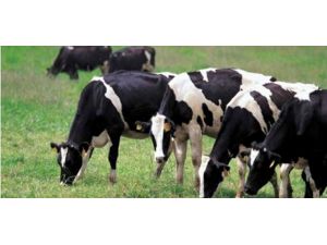 Hayvancılığa 3 Milyar Lira Karşılıksız Destek