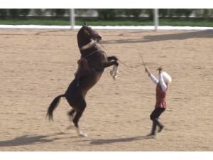 Cumhurbaşkanı Gül, At Bayramı’nda