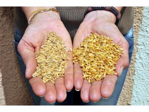 Dünya Buğday Üretimi Sarı Pas Tehdidi Altında