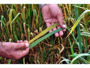 Buğday Üretimi Sarı Pas Tehdidi Altında