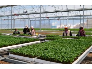 Bafra, Karadeniz’in Sebze Fidesi Üssü Oluyor