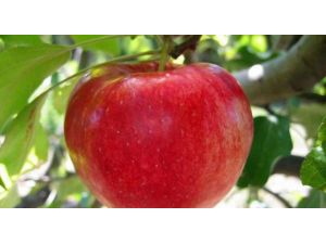 Elmadağ Elması Marka Oluyor