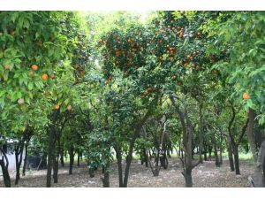 Portakal Dalında Kaldı