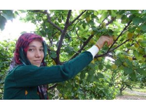 Silifkede Açıkta Kayısı Hasadı Başladı