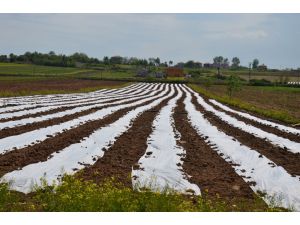 Bafra Ovası’nda Örtü Altı Ekimi Yapıldı