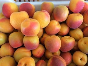 Mut’ta Kayısı İhracatı Başladı