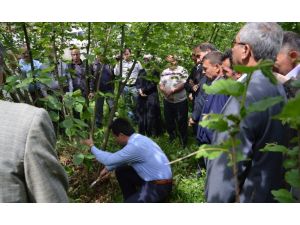 Kaliteli Fındık İçin Üreticiler Eğitildi