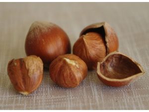 Fındık Yüz Güldürdü