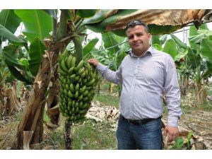 Sezonun Son Muzu Rekora Gidiyor