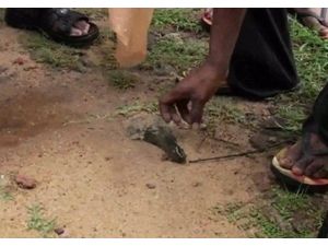 Sri Lanka’da Gökten Balık Yağdı