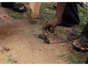 Gökten Balık Yağdı