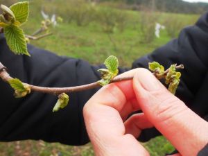 Samsun’da Fındıkta Don Zararı Yüzde 20-50 Oranında