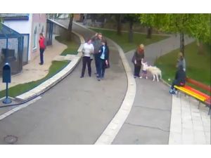 Kurt Çocuğa Böyle Saldırdı