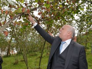 Tzob Başkanı Bayraktar, Fındık Bahçesinde İnceleme Yaptı