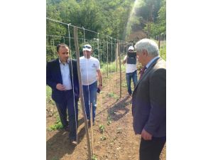 Fatsa’da Karpuz Fidesi Dikimi