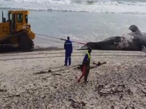 Çekerken Kuyruğu Koptu