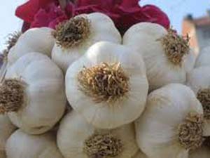 Pazarcıkta Sarımsak Üretimi