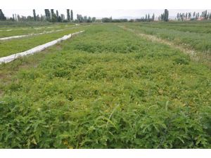 (Özel Haber) Nisan Yağmuru Mayısta Yağınca Fideler Çöp Oldu