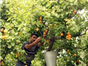 Mut’tan Günlük Bin Ton Kayısı İhracatı Yapılıyor