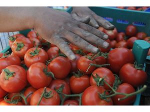 (Özel Haber) Domates Üreticisi Halde Sabahlıyor