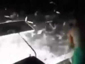 Uyanıklı Mı Avanaklık Mı?