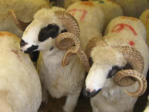 Göksunda Kurbanlıklar Alıcı Bekliyor