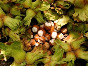 Fındıkçılardan Incye Tepki