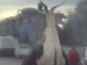 Bisikletle Keçi Taşınır Mı?