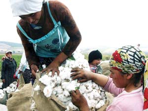 Beyaz Altın Üretimi On Kat Azaldı