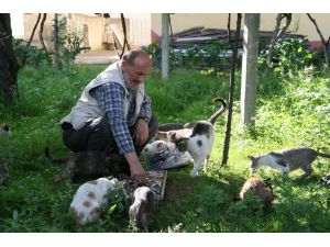 Rizeli İsmail Dede Evinin Bahçesinde 20 Kedi Bakıyor