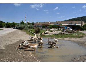 Tavuk Çiftliği Gibi Sanayi Sitesi