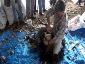 Çobanlar Arap Atı İle Gösteri Yaptı