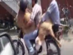 Koyun Koyuna Seyahat