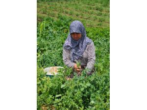 (Özel Haber) Değişen Hava Şartları Çiftçiyi Vurdu