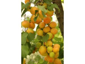 Türkiyenin Kayısı İhtiyacını Mut Karşılıyor