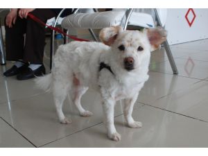 Sahibinin Sevgisiyle Kanseri Yenen Köpek