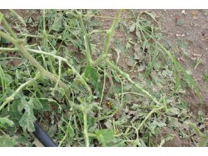 Tarımın Kalbi Manisa’yı Dolu Ve Yağmur Vurdu