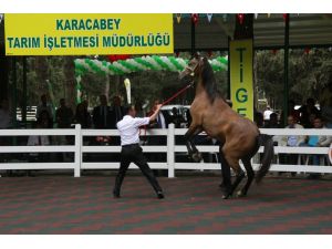 Yat Değil, At Satın Aldılar