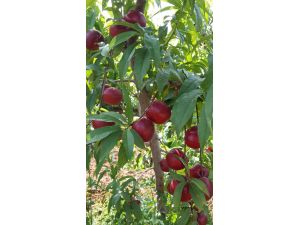 Geleceğin Meyveleri