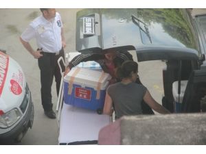 Sır Ölümden Sonra Organları Bağışlandı