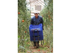 Antalya’da Domatesler Sökülüyor