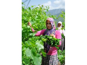 Üzüm Yaprağı Hasadı Başladı