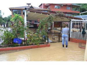 Zonguldak’ta Binlerce Alabalık Taşkında Telef Oldu